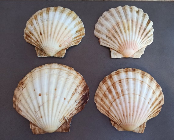 海の貝殻セット、ナチュラルな航海装飾、クラフト用品 - Etsy 日本