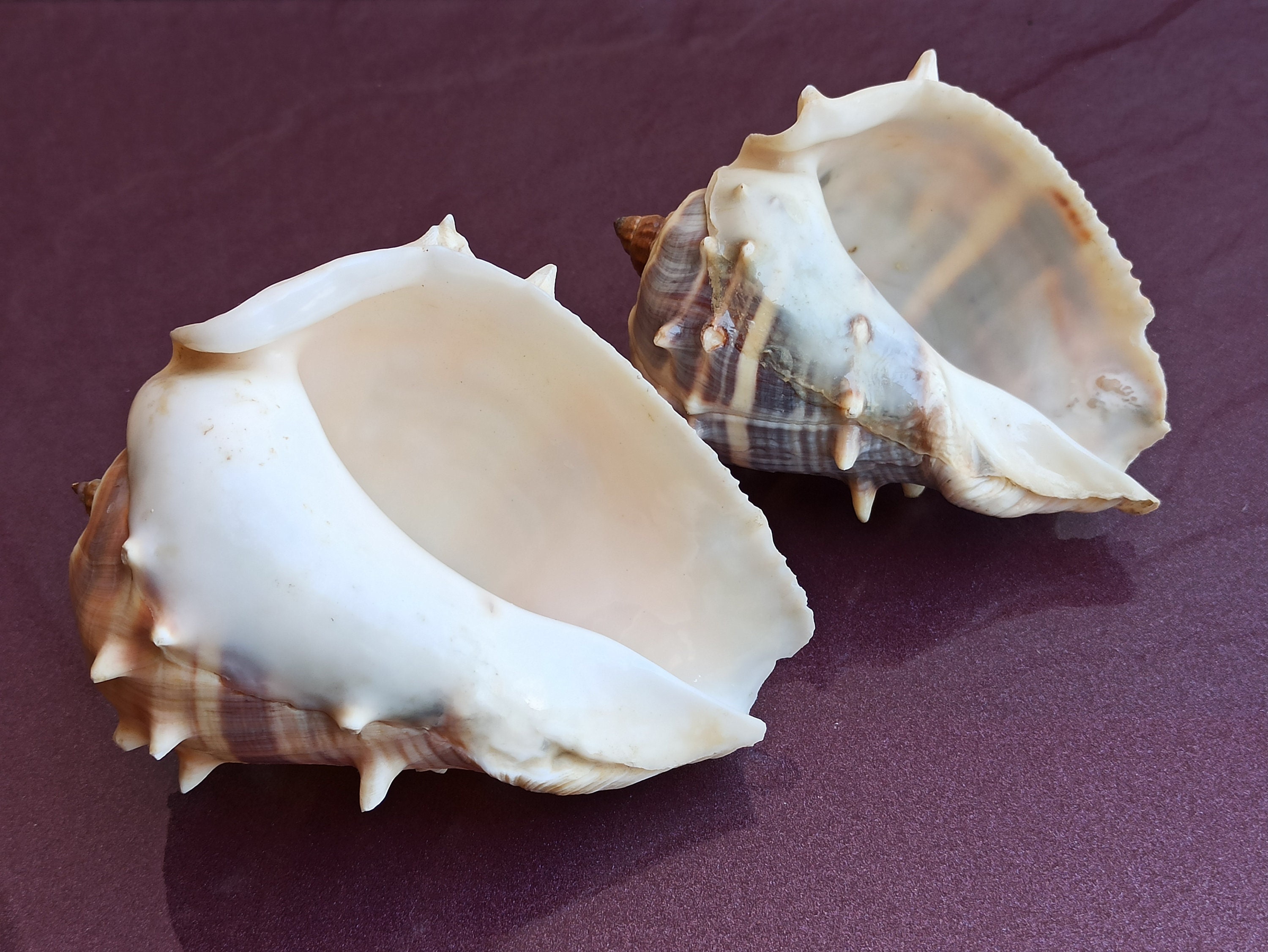 Spiked Sea Shells Set: Natural Ocean Decor, Nautical Wedding - Etsy