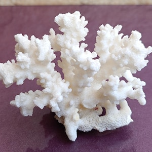 Genuine White Coral, Natural White Coral Sea, Large White Coral Tree, Wedding Decoration, Seashells Decoration, Coral Reef Home Decoration