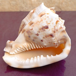 Cassis Cornuta Schöne Muschel, Krabbenschale, riesige Ozeanmuschel, natürliche Muscheln, Meeresmuschel, Hochzeitsdekoration