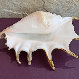 1237g GRANDE Enorme Bella Conchiglia, Grande Conchiglia, Enorme Conchiglia Oceanica, Tesoro di Conchiglie Marine, Conchiglia Naturale, Decorazione di Conchiglie Marine, Decorazione di Nozze