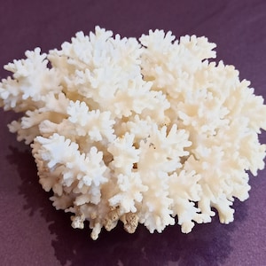 White Coral, Coral Tree, Coral Reef Decor, Natural White Coral Tree, White Coral Reef, Natural Sea Coral