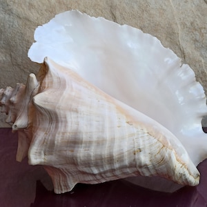 Grande enorme bellissima conchiglia, grande conchiglia di granchio, enorme conchiglia oceanica, tesoro di conchiglie marine, conchiglie naturali, conchiglia marina, decorazione di nozze