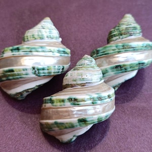 May include: Three spiral-shaped seashells with a pearlescent sheen and green and white markings. The shells are arranged on a purple surface, showcasing their natural beauty and intricate patterns. These decorative shells are perfect for coastal decor.