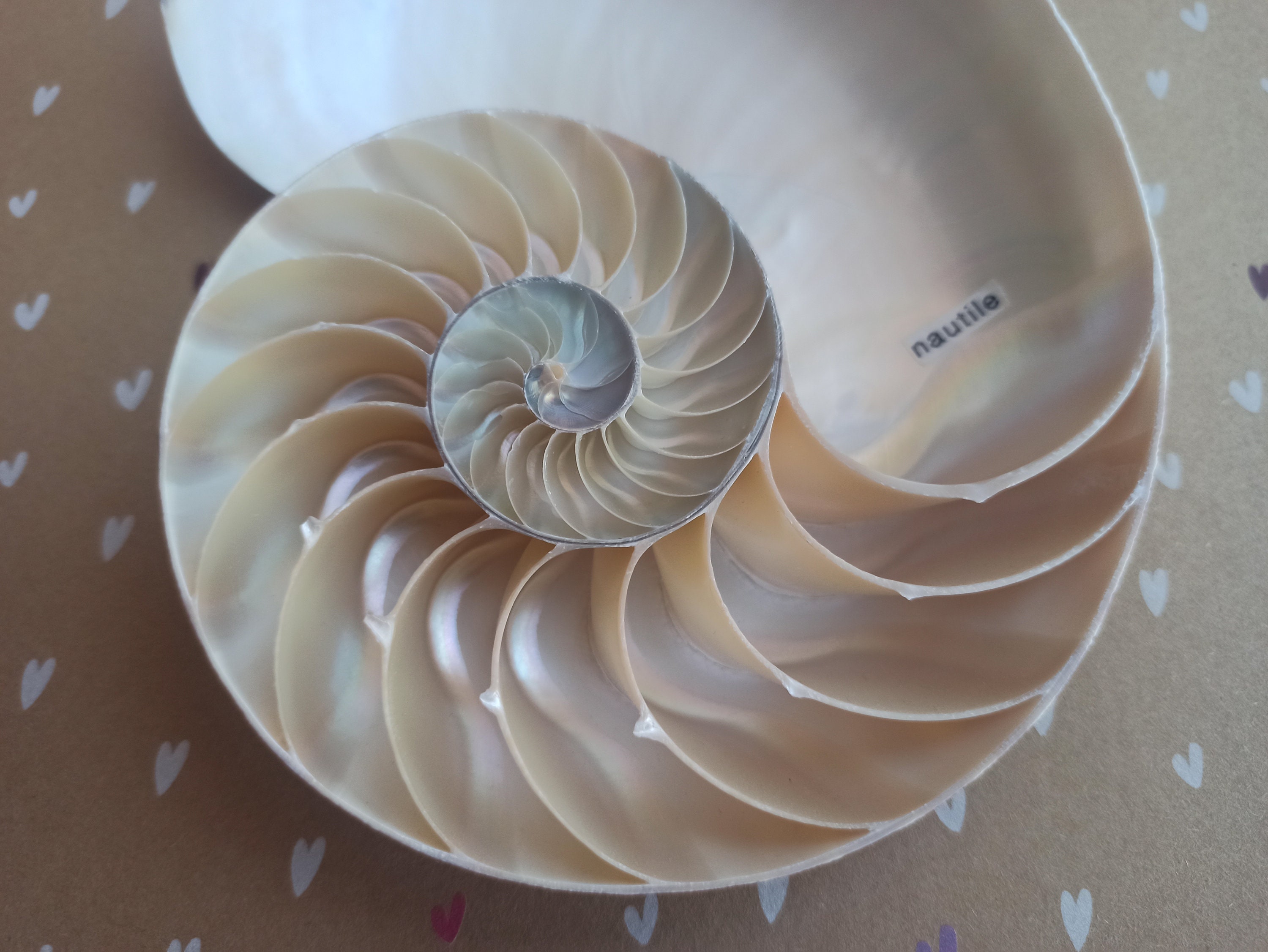 Nautilus Natural Half Cut Seashell Nautilus Natural Seashell - Etsy