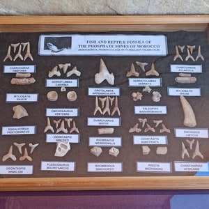 45-70 Million Years Old Fossil Shark Tooth, Jaws Shark, Raw Shark Teeth, Shark Mouth, Fossilised Real Mosasaurus Teeth