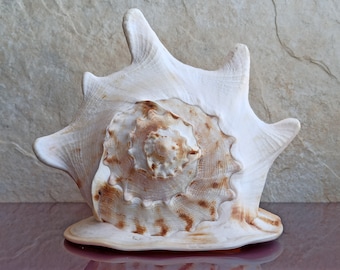 1650g LARGE Huge Beautiful Shell, Big Crab Shell, Huge Ocean Shell, Sea Shell Treasure, Natural Seashells, Sea Shell, Wedding Decoration