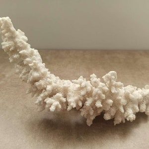 Extra Large Coral, Natural Coral Tree, White Coral, Natural Coral Sea, Large White Coral Tree, Coral Reef Decor