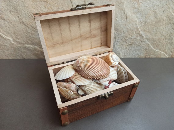 木箱入り貝殻コレクション：天然の海の貝殻、ビーチの装飾 - Etsy 日本