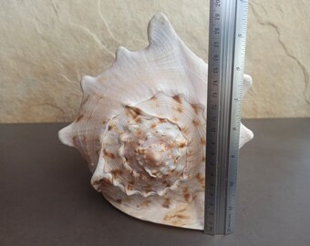 希少な巨大タカラガイ、大西洋産の貝殻、水槽の装飾 - Etsy 日本