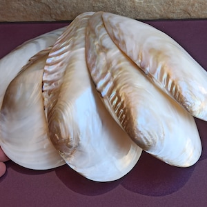 Conchiglia di madreperla viola grande, conchiglia rara grande, conchiglia di madreperla, tesoro del mare, conchiglie naturali