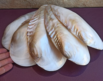 Big Mother-of-Pearl Purple Sea Shell, Large Rare Shell, Mother of Pearl Seashell, Sea Treasure, Natural Seashells