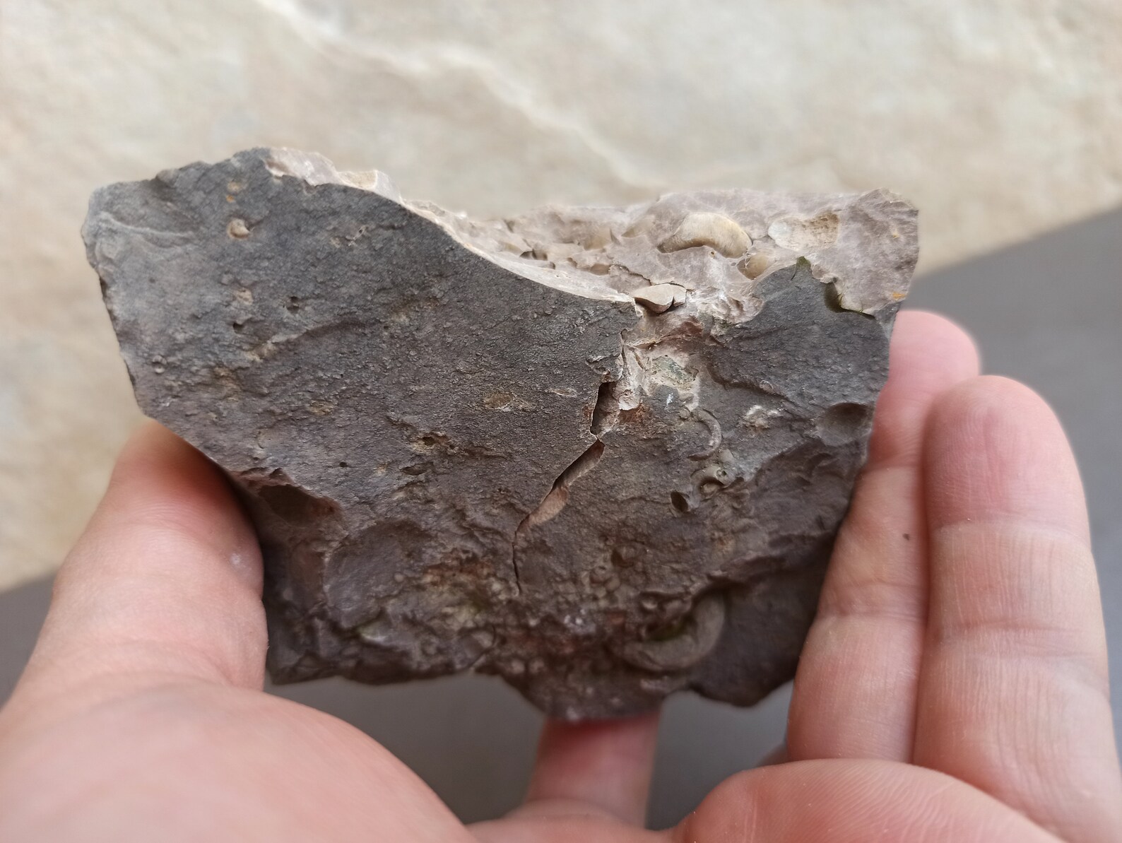 Ancient FOSSIL Spanish FOSSIL Ancient Shells in Stone Etsy