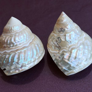 Set di 2 conchiglie rotonde, rara conchiglia rotonda, grande conchiglia rotonda, bellissima conchiglia, tesoro marino, grande conchiglia naturale dell'oceano, decorazione a conchiglia