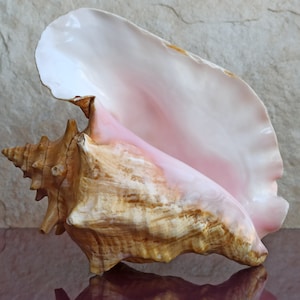 Grande enorme bellissima conchiglia, grande conchiglia di granchio, enorme conchiglia oceanica, tesoro di conchiglie marine, conchiglie naturali, conchiglia marina, decorazione di nozze