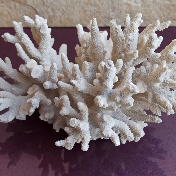 645 g White Coral, Coral Tree, Coral Reef Decor, Natural White Coral Tree, White Coral Reef, Natural Sea Coral