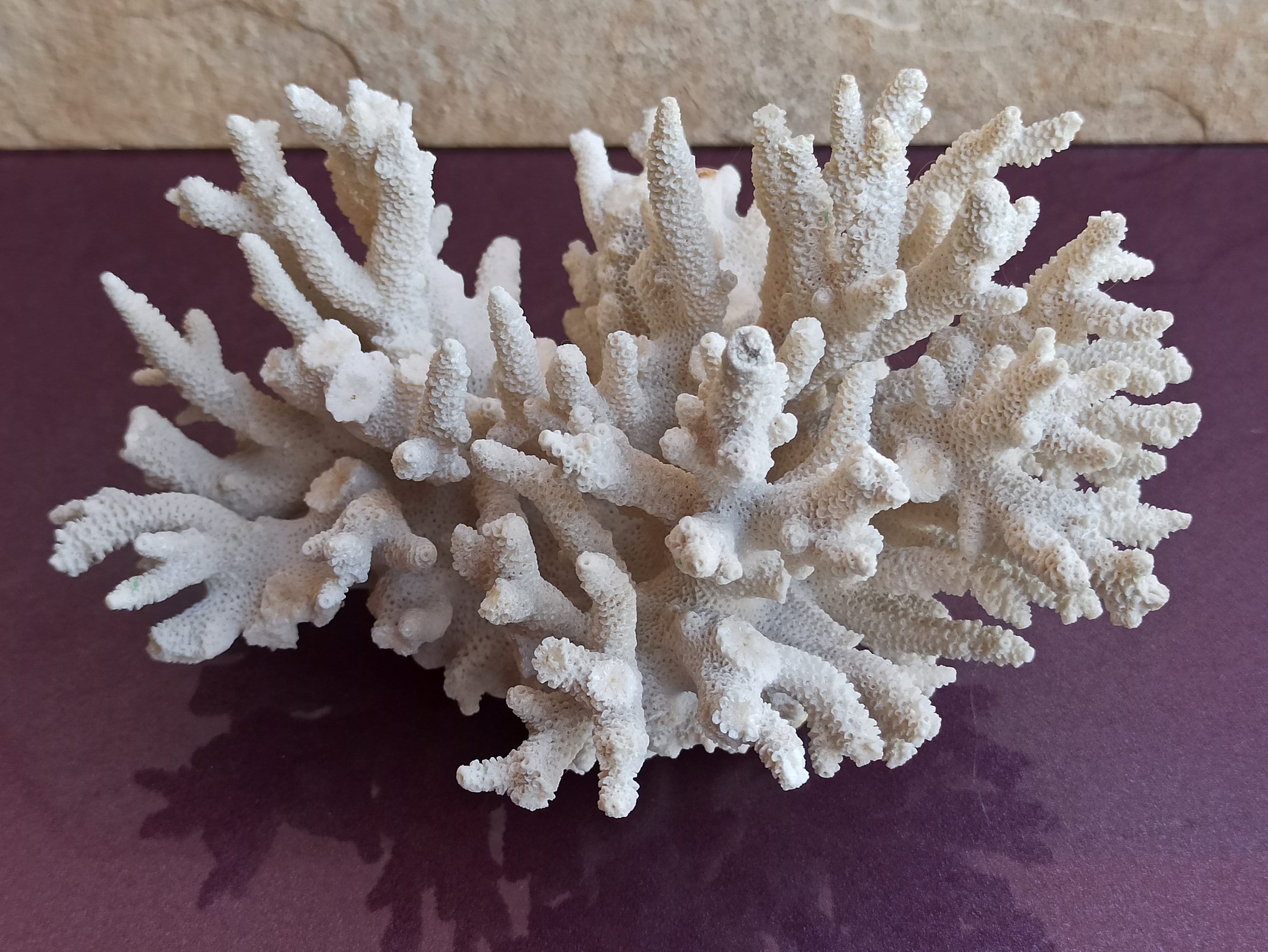 ナチュラルホワイトコーラルツリー：海岸風装飾（180x140x90 mm