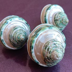 May include: Three spiral-shaped seashells with a mix of green, white, and tan colors. The shells have a smooth, glossy texture and are arranged on a purple surface. The shells are a natural product.
