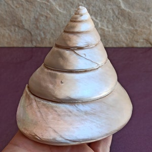 Carina conchiglia rotonda grande, conchiglia marina rotonda rara, grande conchiglia rotonda, bellissima conchiglia, tesoro marino, grande conchiglia dell'oceano naturale, decorazione conchiglia