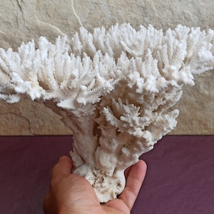 850 g White Coral, Coral Tree, Coral Reef Decor, Natural White Coral Tree, White Coral Reef, Natural Sea Coral