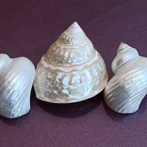 Set di 3 graziose conchiglie rotonde, conchiglia di madreperla, conchiglia rotonda, bellissima conchiglia, tesoro marino, conchiglia naturale dell'oceano, decorazione conchiglia
