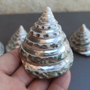 May include: Three iridescent white seashells with green and brown markings. The shells are shaped like cones and have a spiral pattern.