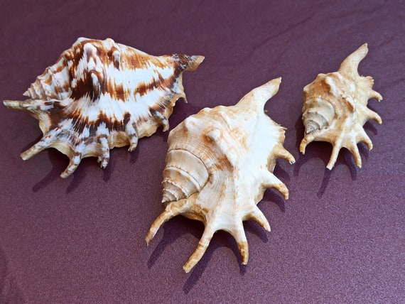 80+ Conchiglie Naturali Miste Per Creazioni Fai Da Te