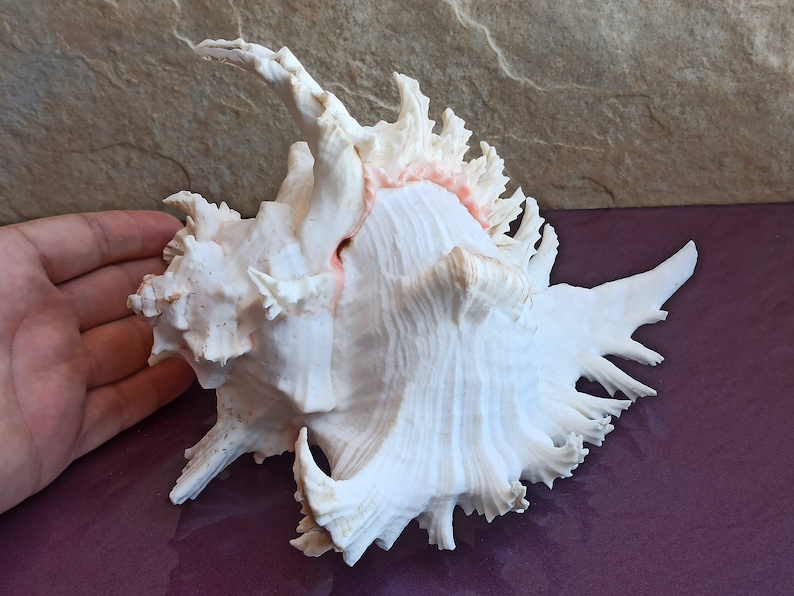 Large Natural Seashell, Ocean Shell Treasure, Wedding Decoration ...