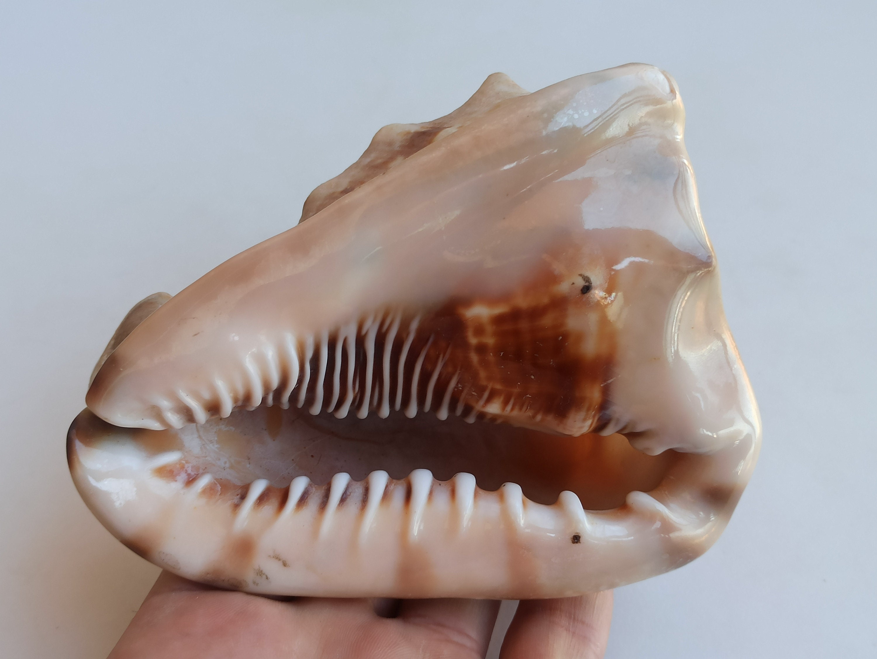 Rarest Cowrie Shell Giant Cowrie Shell: Rare Atlantic Seashell, Natural Home Decor - Etsy