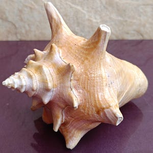 Große Einsiedlerkrebs Muschel, Natur Muschel, nautisches Dekor (15x11x11 cm)