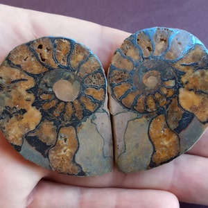 Pair Ammonites 300-400 Million Years Old, Natural Nautilus Fossil, Genuine Fossil, Ammonite Fossil Slice, Ancient Shell With Crystals