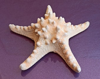 Large Starfish: Unique Sea Treasure, Nautical Decor (19x19x6 cm)