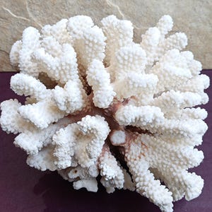 Genuine White Coral, Natural White Coral Sea, Large White Coral Tree, Wedding Decoration, Seashells Decoration, Coral Reef Home Decoration