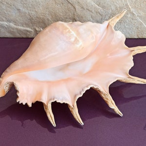 GRANDE enorme bellissima conchiglia, grande conchiglia, enorme conchiglia oceanica, tesoro di conchiglie marine, conchiglie naturali, decorazione di conchiglie marine, decorazione di nozze