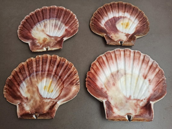 Buy SET of 4 Oceanic Shells, Natural Sea Shells, Set of 4 Seashell, Rough Sea  Shell, Flower Shell, Sea Treasure, Natural Ocean Seashells Online in India  - Etsy