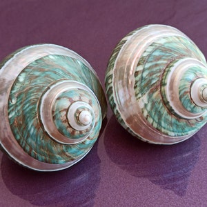 Raro turchese carino, bella conchiglia, tesoro marino, madreperla, conchiglia di madreperla, grande conchiglia rotonda, grande conchiglia dell'oceano naturale