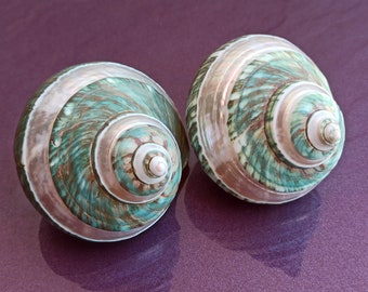 Puede incluir: Dos conchas espirales con un patrón iridiscente verde y blanco. Las conchas están sobre una superficie morada.