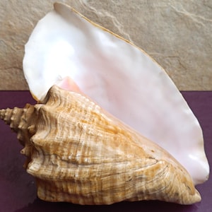 Große Krabbe Einsiedlermuschel, Natürlicher Meeresschatz, Nautisches Dekor