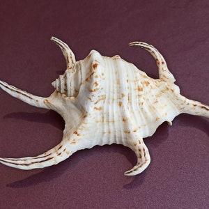 Grande enorme bella conchiglia, grande conchiglia, enorme conchiglia oceanica, tesoro di conchiglie marine, conchiglie naturali, decorazione di conchiglie marine, decorazione di nozze