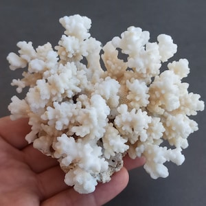 Natural White Coral Tree, White Coral, Coral Tree, Coral Reef Decor, White Coral Reef, Natural Sea Coral
