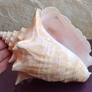 Giant Atlantic Cowrie Shell: Natural Seashell Decor (21x16x13 cm)
