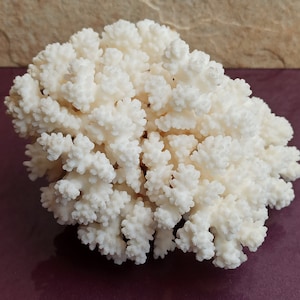 Natural White Coral Tree, White Coral, Coral Tree, Coral Reef Decor, White Coral Reef, Natural Sea Coral