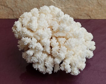 Natural White Coral Tree: Coastal Decor (160x130x90 mm)