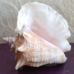 Grande enorme bella conchiglia, grande conchiglia di granchio, enorme conchiglia oceanica, tesoro di conchiglie marine, conchiglie naturali, conchiglia marina, decorazione per matrimoni