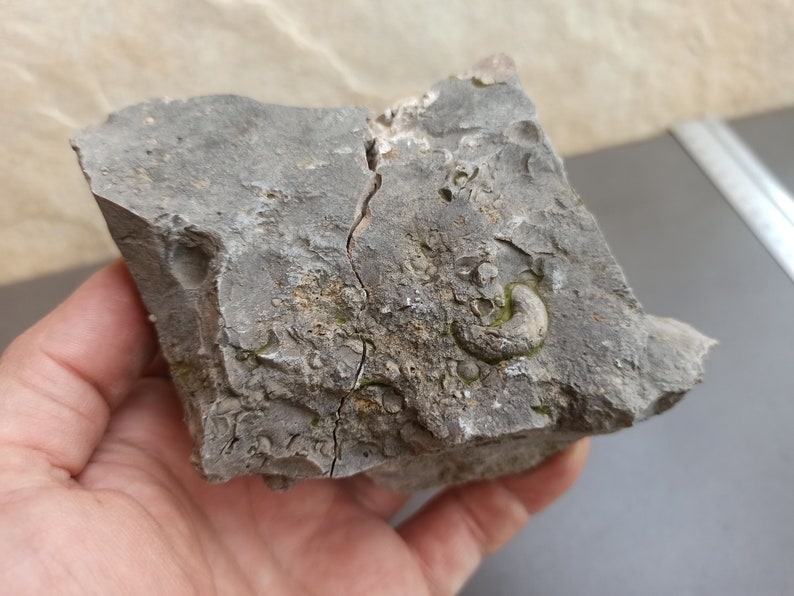 Ancient FOSSIL Spanish FOSSIL Ancient Shells in Stone Etsy