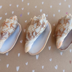 May include: Three brown and white seashells with a mottled pattern. The shells are open and have a smooth, white interior.
