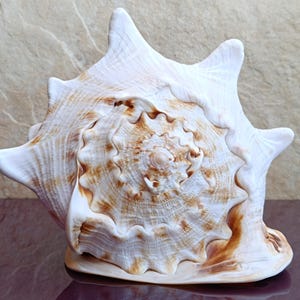 Cassis Cornuta Bellissima Conchiglia, Conchiglia di Granchio, Enorme Conchiglia Oceanica, Conchiglie Naturali, Conchiglia Marina, Decorazione per Matrimoni