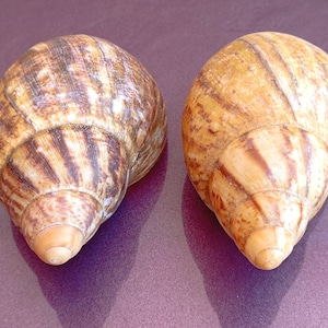 Conchiglie naturali, bellissime conchiglie, conchiglie di granchio, enormi conchiglie oceaniche, tesori di conchiglie marine, conchiglie naturali, decorazioni per matrimoni, decorazioni per la casa