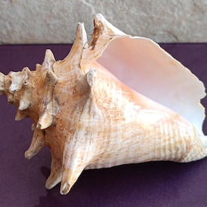 Conchiglia grande, enorme e bellissima, grande conchiglia di granchio, enorme conchiglia oceanica, tesoro di conchiglie marine, conchiglie naturali, conchiglia, decorazione per matrimoni