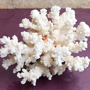 Natural White Coral Tree, White Coral, Coral Tree, Coral Reef Decor, White Coral Reef, Natural Sea Coral